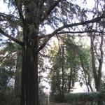 montpellier2 Le parc de la communauté