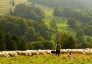 Laudato Si écologie