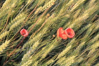 Ecojesuit coquelicots fleurs