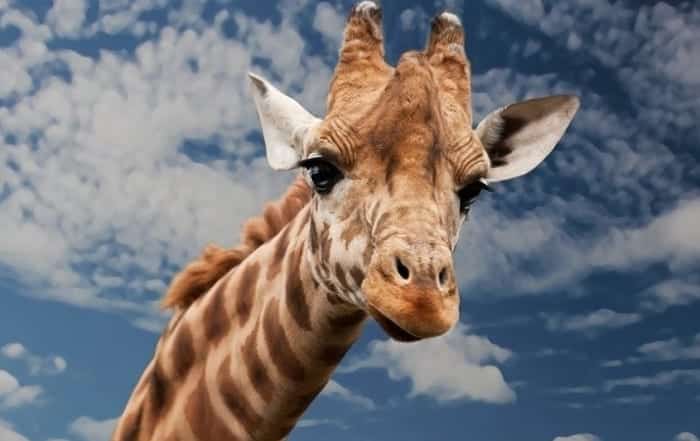 girafe