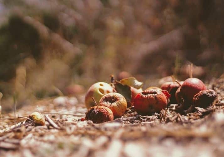 Photo de Joshua Hoehne sur Unsplash - fiche ecojesuit sur le compost