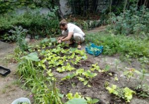 récolte de légumes à la communauté de Vanves.