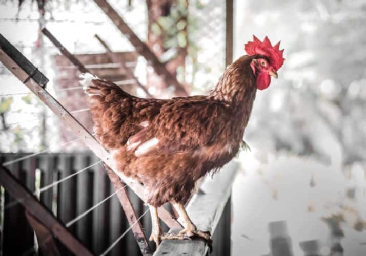 fiche ecojesuit poule