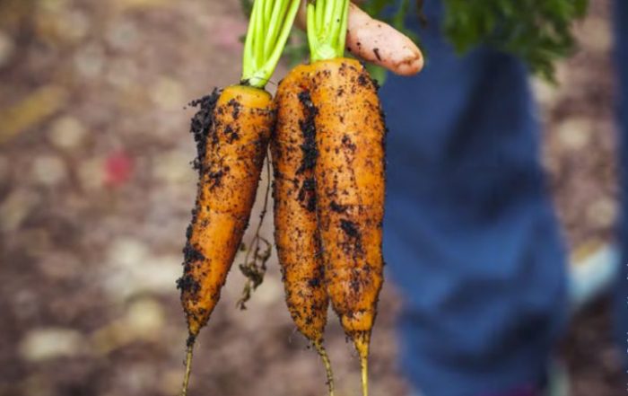 fiche ecojesuit vers une alimentation plus juste 2022