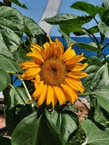 Tournesol du potager d'art créatif, école de provence jésuite