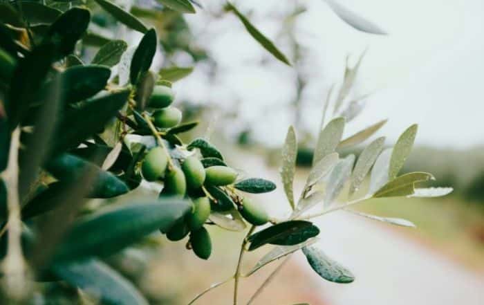 Poème vincent klein olivier